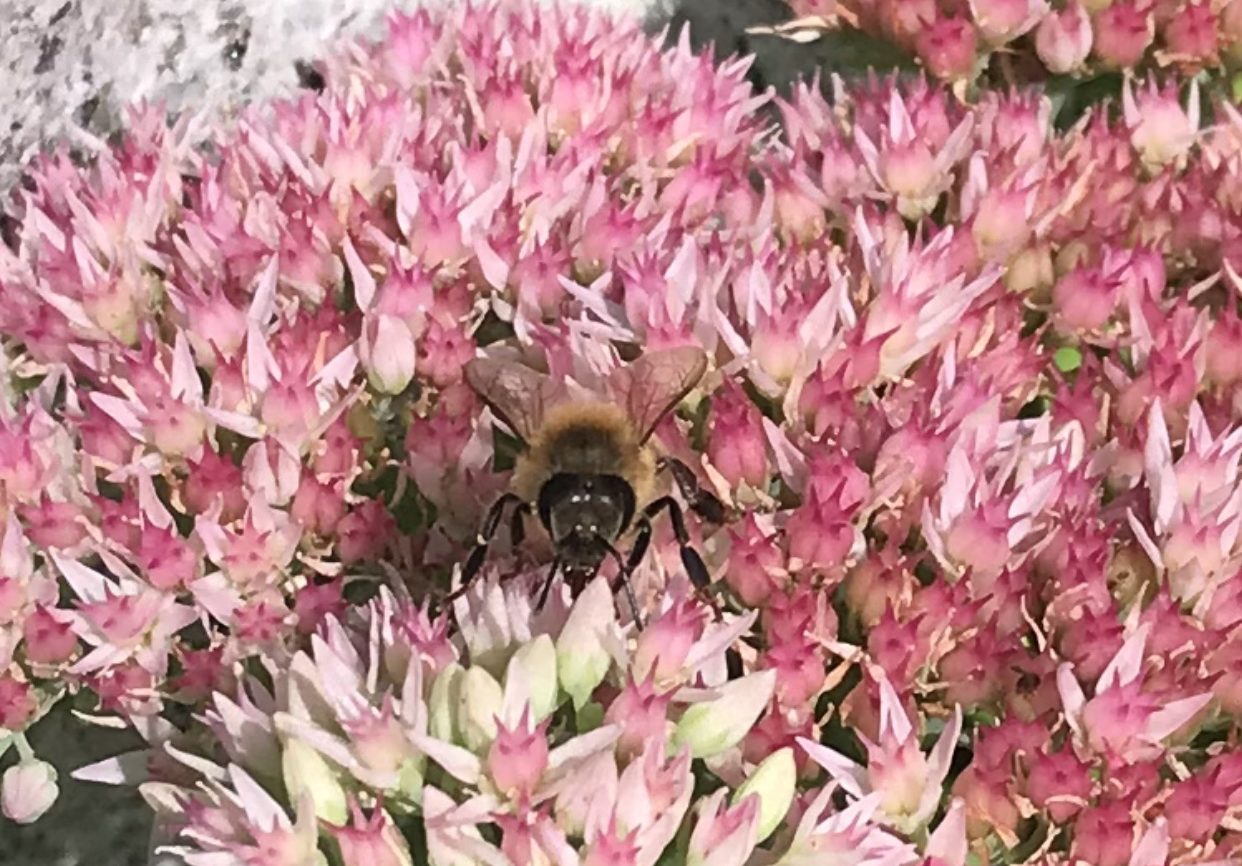 Bee in milkweed
