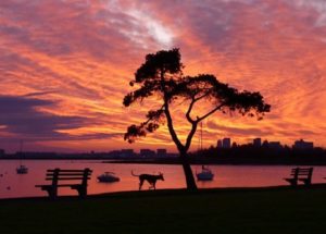 Charles River Sunset